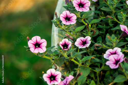 Colorful petunia flowers close up. petunia flowers in the garden.Petunia flower (Petunia hybrida). Blooming in the garden
