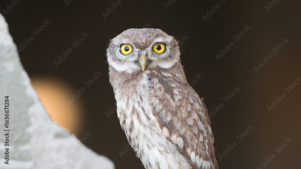 Fototapeta premium great horned owl