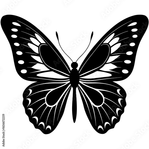 butterfly vector illustration