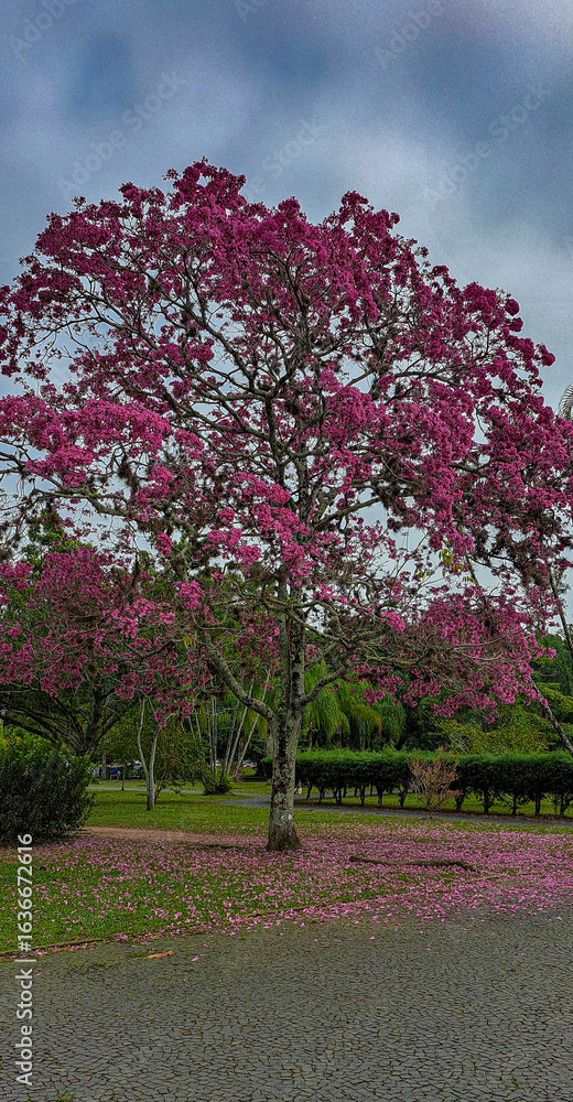 Naklejka premium ipê com flores cor de rosa