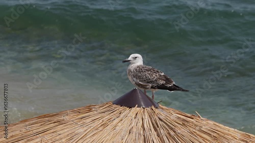 Seagull perched on a straw beach umbrella by the seaside, with the ocean waves in the background under a clear blue sky. 4 k video
