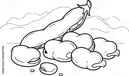 Delicate black and white illustration of fava beans and broad be