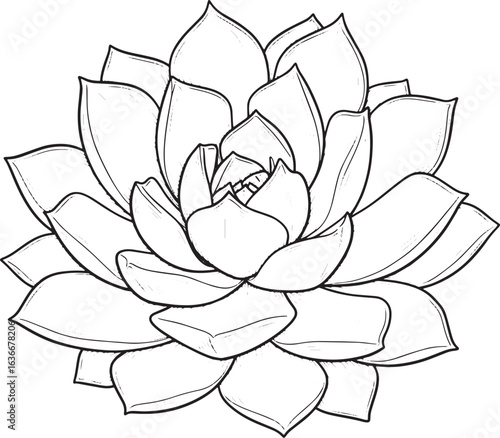 Detailed echeveria succulent drawing with stylized petals and in