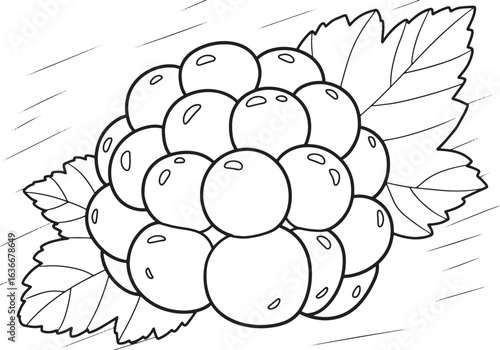 Delicate outlines of cloudberries with leaves for coloring book