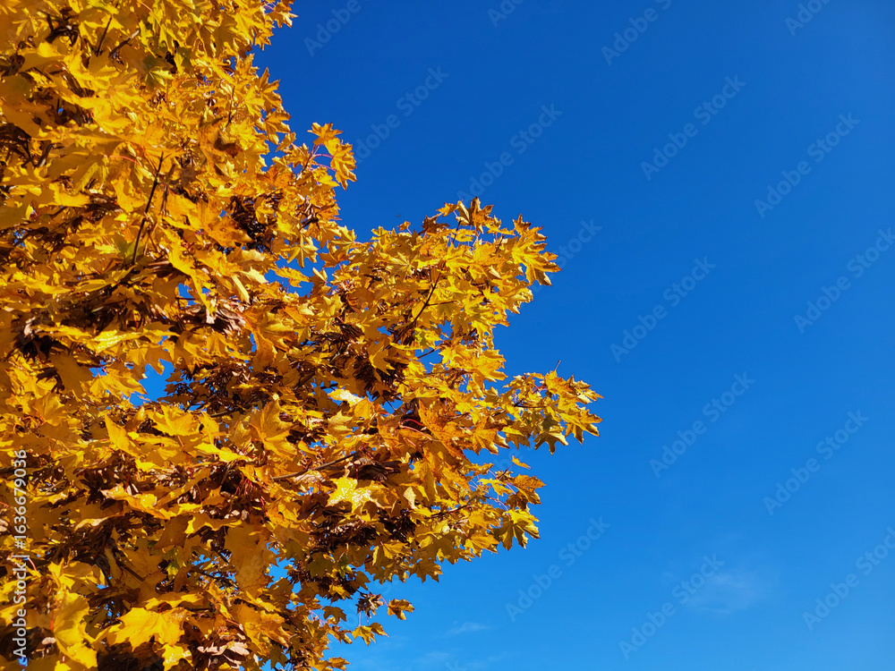 Naklejka premium Golden yellow tree leaves against blue sky. Beautiful autumn background with yellow trees and sun. Colorful foliage in the park, falling leaves natural