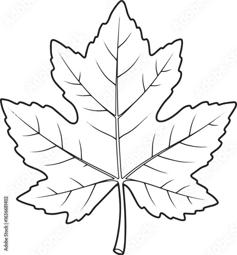 Detailed line drawing of a Plane Tree Leaf against a bright whit