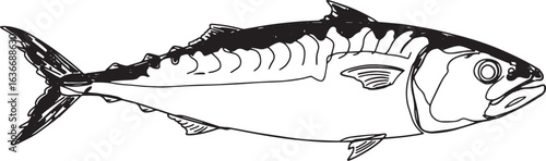 Detailed monochrome illustration of a mackerel fish on a white b