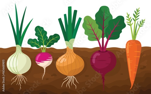 Colorful root vegetables growing in the soil