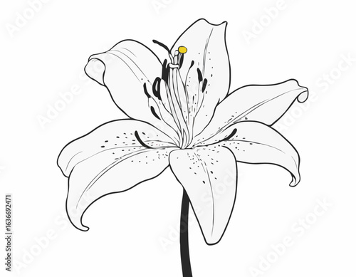 Lily Flower Vector Art. Black and white Lily Flower Vector Image isolated on white background.