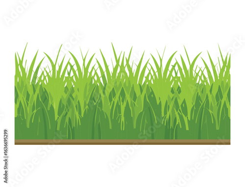 Fresh Green Grass Field with Soil Below