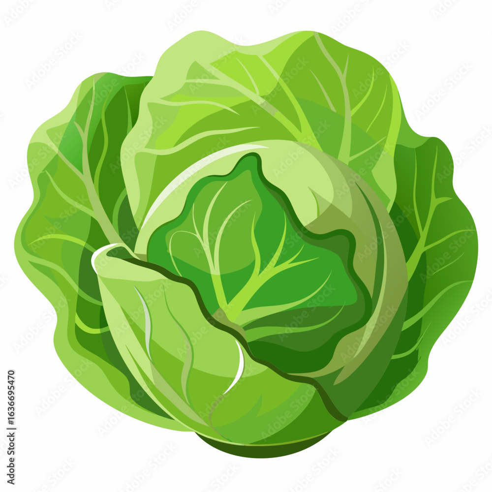 Obraz premium Head of cabbage displayed against a plain background. Vibrant green leaves encircle a round head. Fresh produce. perfect for food illustration or healthy eating themes.