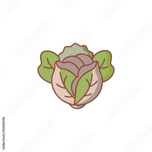 A savoy-cabbage vegetable icon colored outline vector illustration.