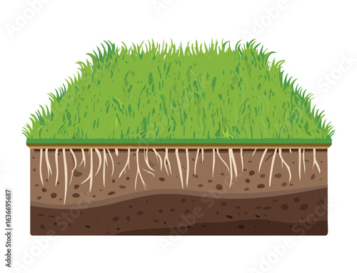 Cross section of green grass with detailed roots