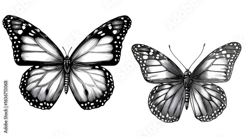 Detailed Monarch Butterfly Illustrations on Transparent Background for Creative Projects and Educational Resources