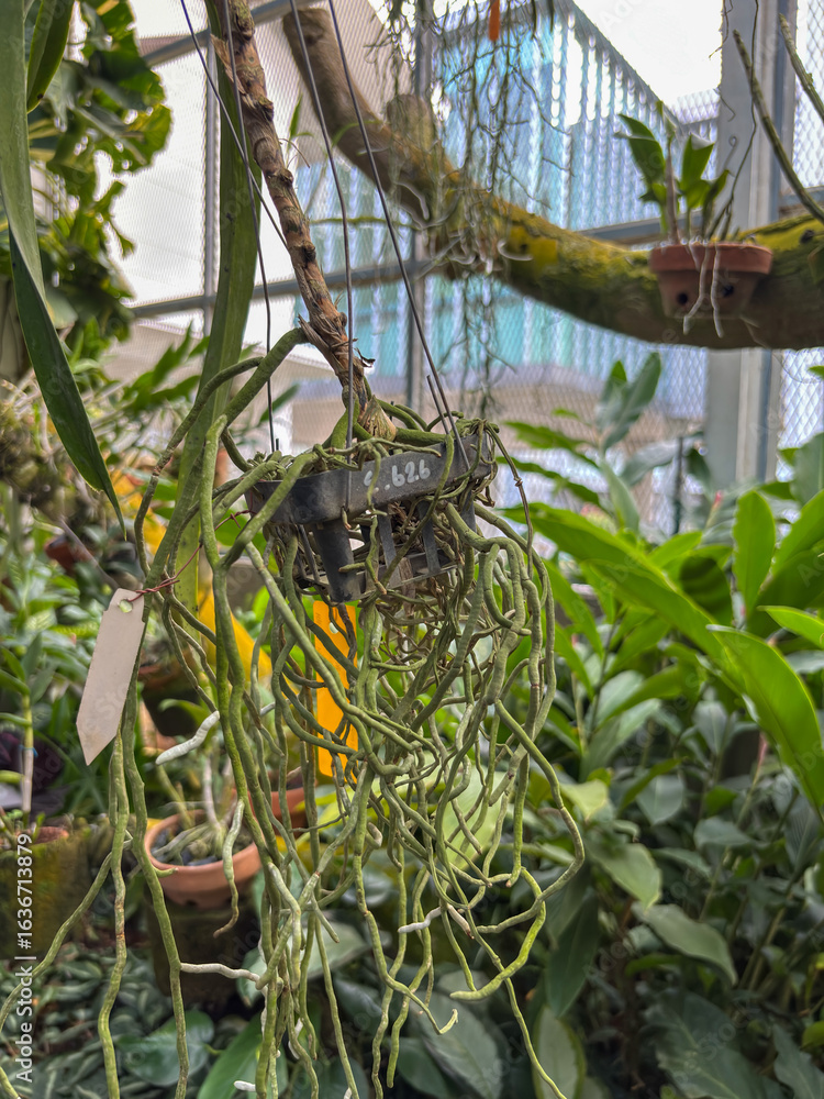 Fototapeta premium intricate tangle of aerial roots from a hanging orchid, highlighting the unique epiphytic growth in a greenhouse. A perfect image for botany, gardening, and natural textures.