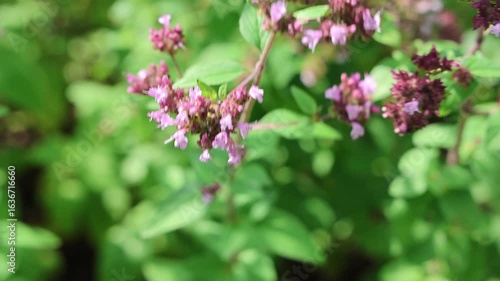 Wallpaper Mural Bumblebee gathering pollen from oregano flowers Torontodigital.ca