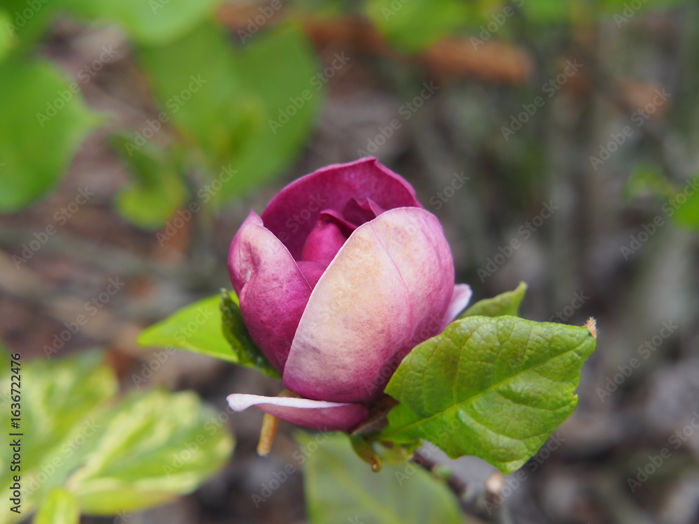 Fototapeta premium Magnolia 'Genie' flower bud close-up, deep purple magnolia bloom with fresh green leaves, early spring garden plant