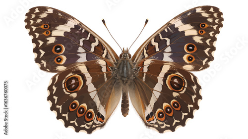 Brown Butterfly With Orange Eye Spots On White Background insect lepidoptera