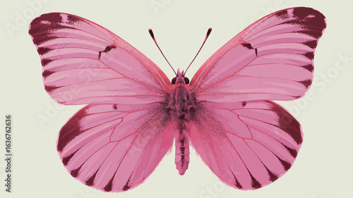 Pink Butterfly With Dark Pink Wing Edges On Light Background insect lepidoptera