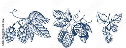 Artichokes. Hand drawn engraving style illustrations