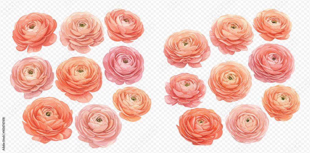 Φωτογραφία A delicate watercolor collection of pink and peach ranunculus flowers, isolated on a transparent background