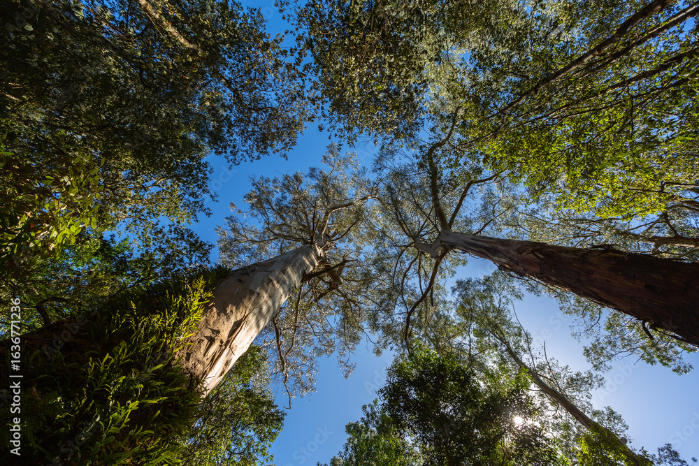 Fototapeta premium Looking up at towering eucalyptus trees in a lush forest near Melbourne, Victoria, Australia. The image captures the height and majesty of the native Australian landscape on a clear blue-sky day