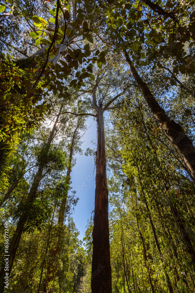 Fototapeta premium Looking up at towering eucalyptus trees in a lush forest near Melbourne, Victoria, Australia. The image captures the height and majesty of the native Australian landscape on a clear blue-sky day