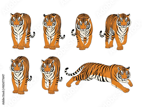 Tiger poses Illustration: A collection of digitally crafted images showcasing the majestic tiger in various poses, from a forward stride to a dynamic run, against a clean background.