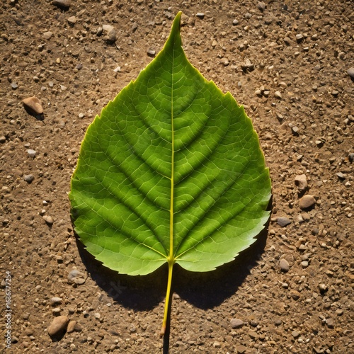 Hopeful Green Leaf on a Background of Cracked Dry Earth