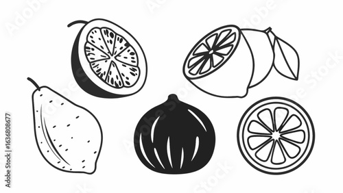 Fresh citrus fruit illustrations perfect for branding, design, and healthy lifestyle projects