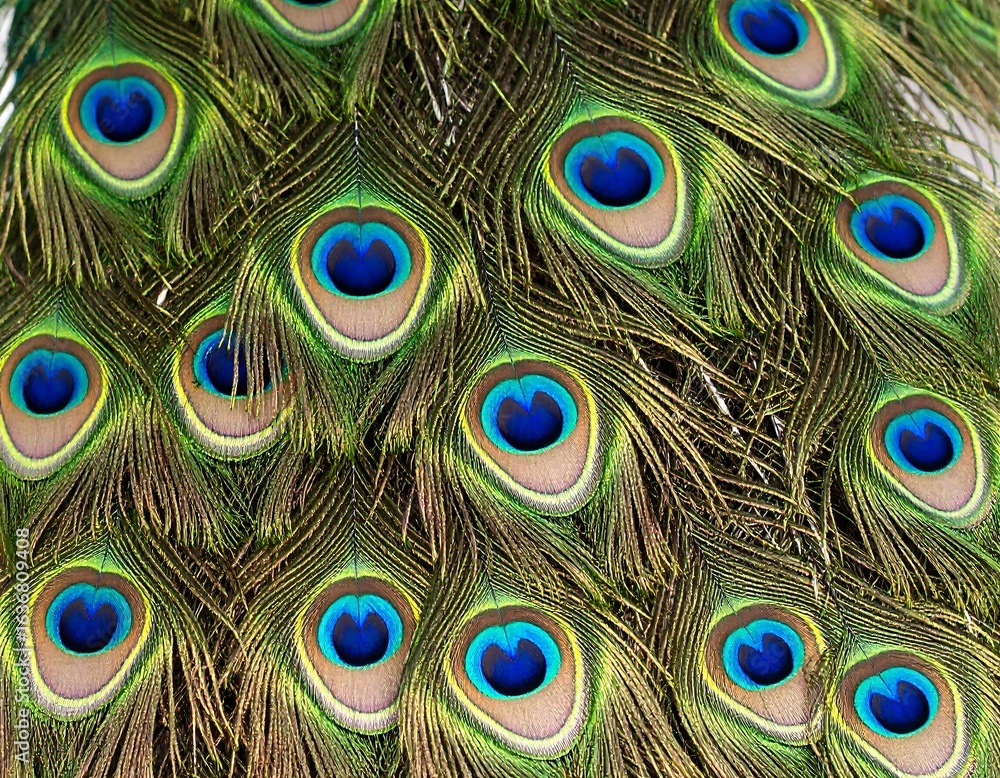 Obraz premium Close-up peacock feather detail (2)