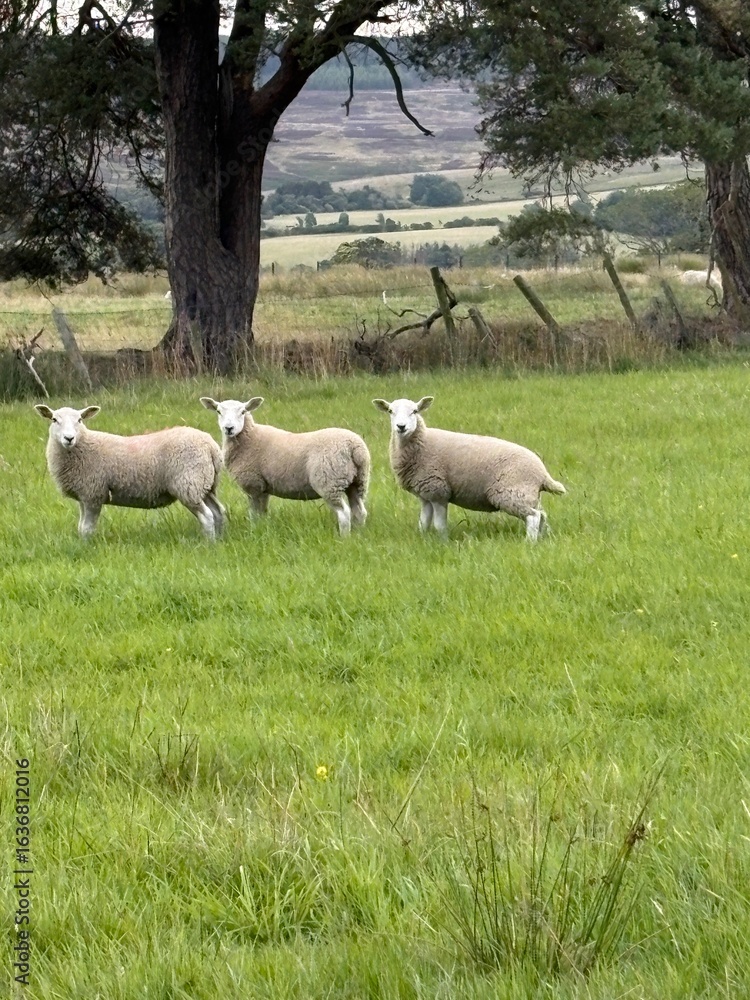 Obraz premium Three sheep standing closely together in a lush green field with a large tree and countryside landscape in the background. Peaceful rural scene capturing natural farm life and animal behaviour.