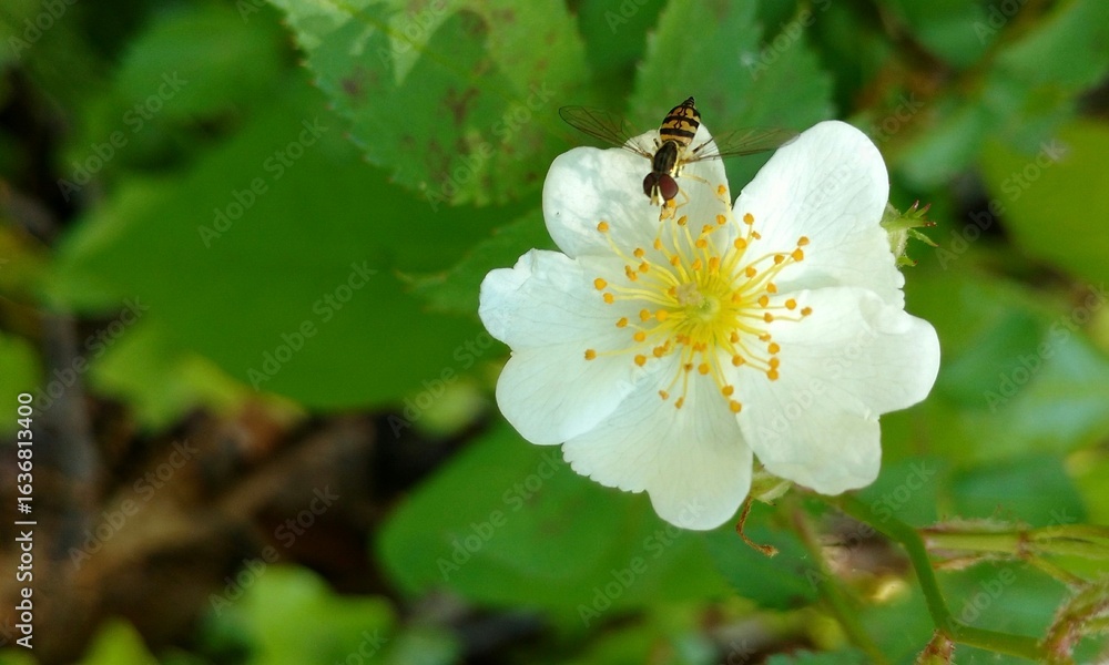 Obraz premium bee on a flower