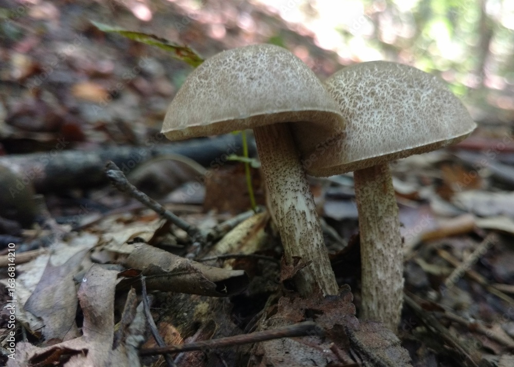 Fototapeta premium mushrooms in the forest