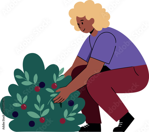Person harvesting berries from green bush with purple shirt and red pants vector illustration 