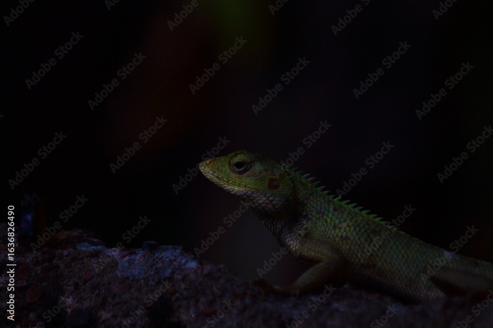 Obraz premium green lizard on a rock