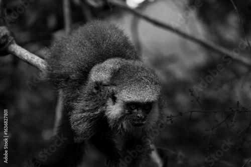 monkey with a baby in the back