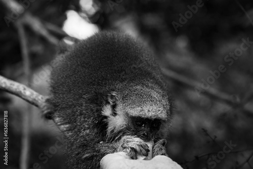 monkey with a baby in the back eating