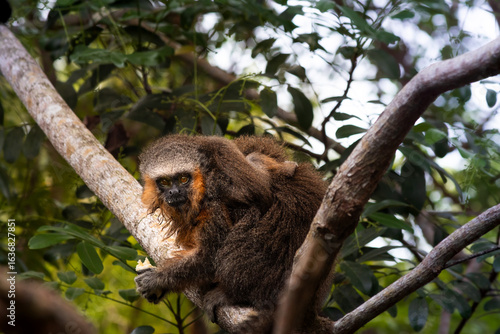 monkey with a baby in the back