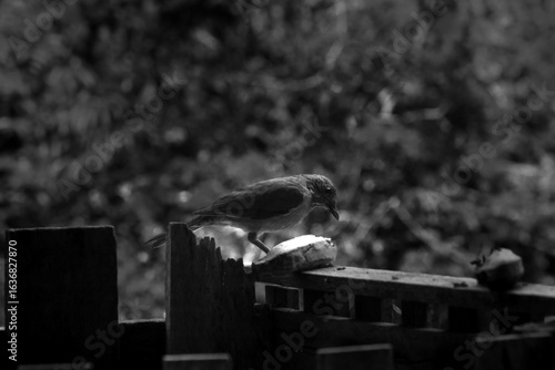bird eating a banana