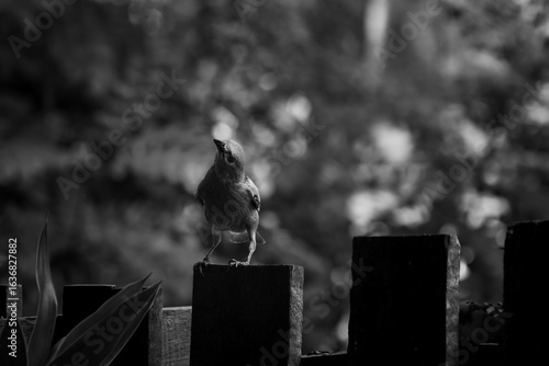 bird looking strait to the camera