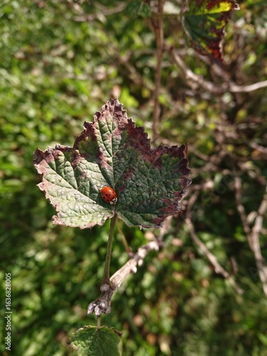 green leaves on a tree
