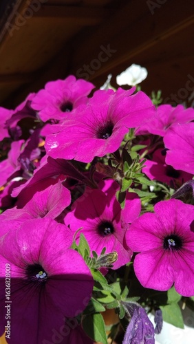 pink flowers in the garden