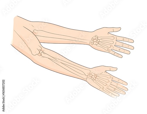Anatomical diagram of the arm bones
