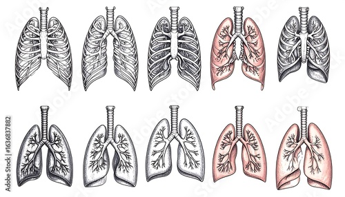 Anatomical illustrations of lungs and rib cage, showing various perspectives