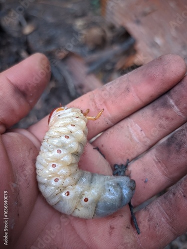 caterpillar on a hand