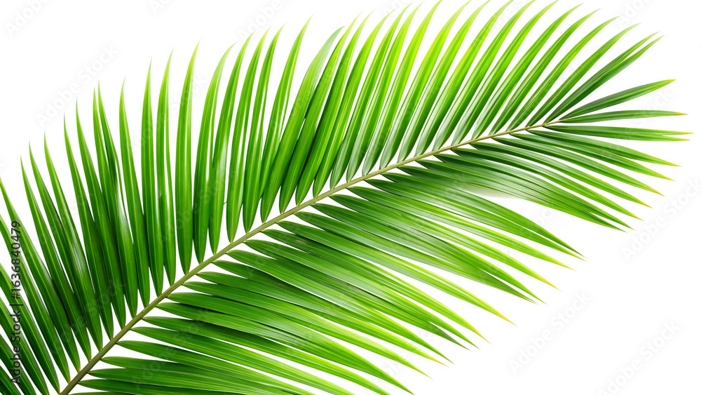 Obraz premium A single green palm leaf isolated on transparent background, capturing the essence of tropical foliage and natural beauty