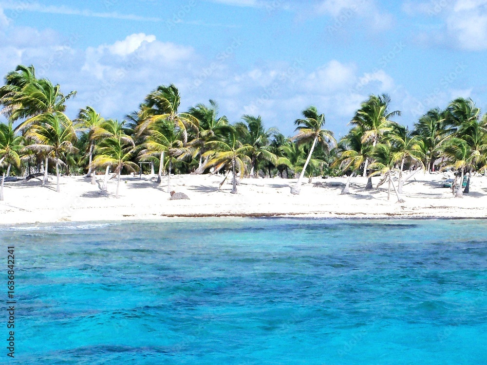 Obraz premium tropical beach with palm trees