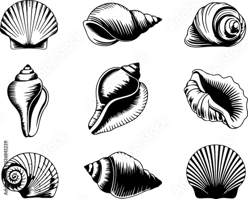 A set of 8 black fill-only realistic vector illustrations on a white background, no text, showing various species of seashells with detailed textures and natural curves, top and side views."