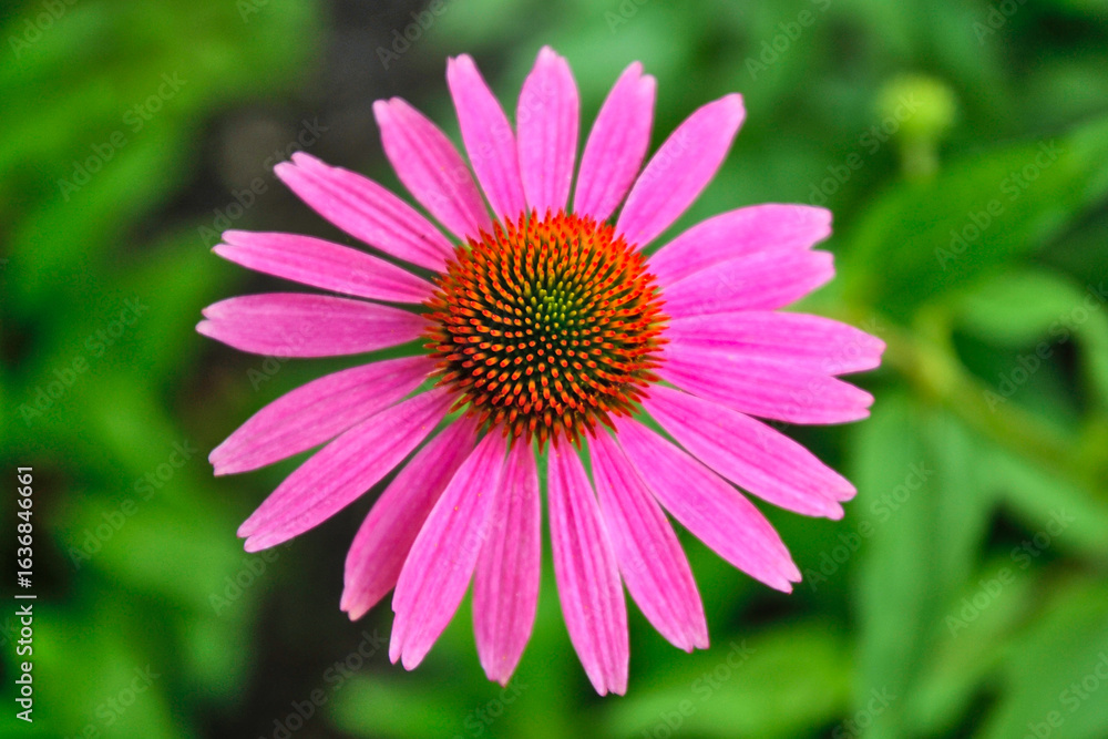 Obraz premium Top view and close up of an echinacea flower (purple coneflower).